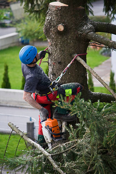 Dansville, NY Tree Services Company