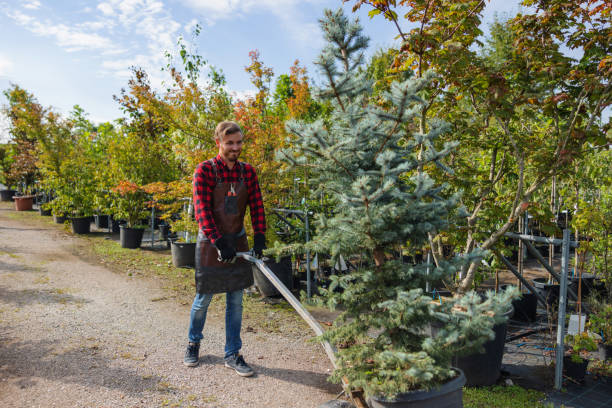 How Our Tree Care Process Works  in  Dansville, NY